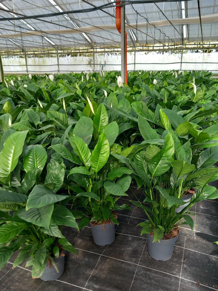 SPATHIPHYLLUM MARTINA VP21