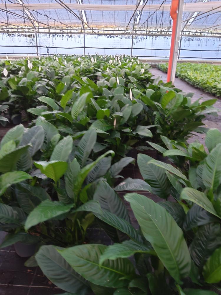 SPATHIPHYLLUM MARTINA VP21