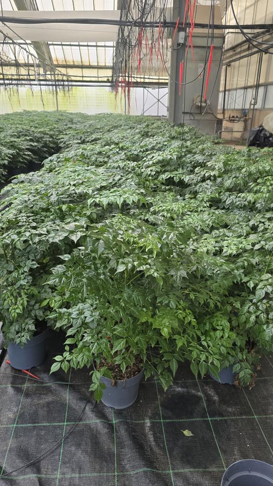 RADERMACHERA SINICA VP17