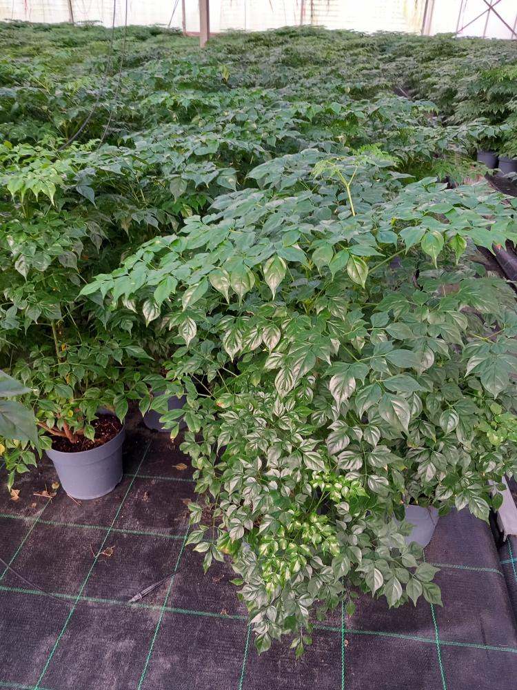 RADERMACHERA SINICA VP17