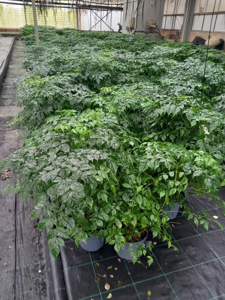 RADERMACHERA SINICA VP17