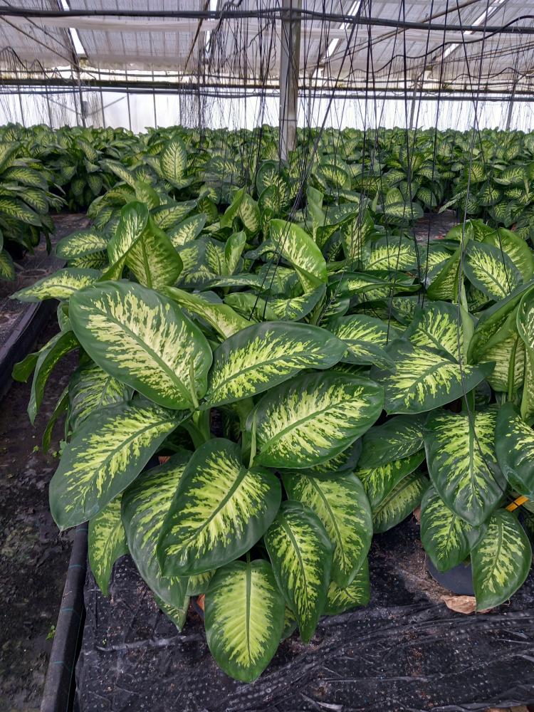 DIEFF. TROPIC SNOW 3P VP24