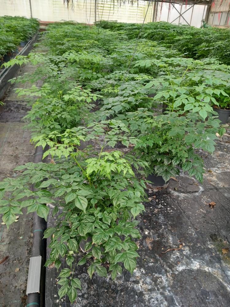 RADERMACHERA SINICA VP17