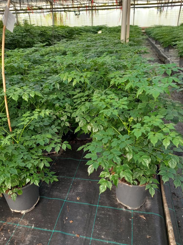 RADERMACHERA SINICA VP17