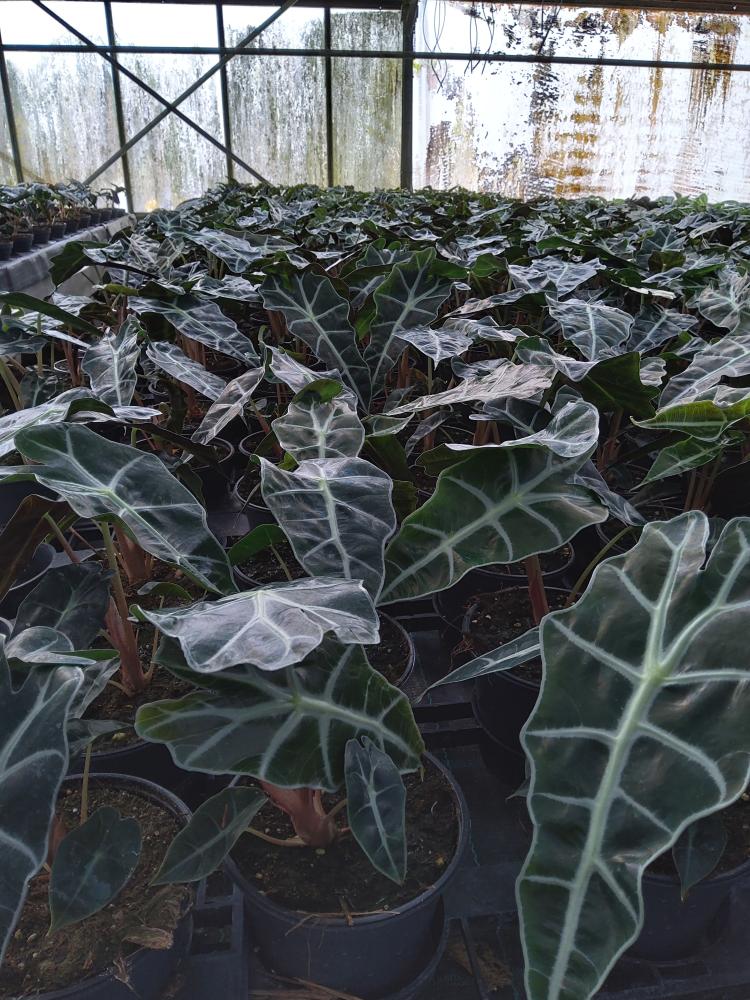 ALOCASIA POLLY VP12
