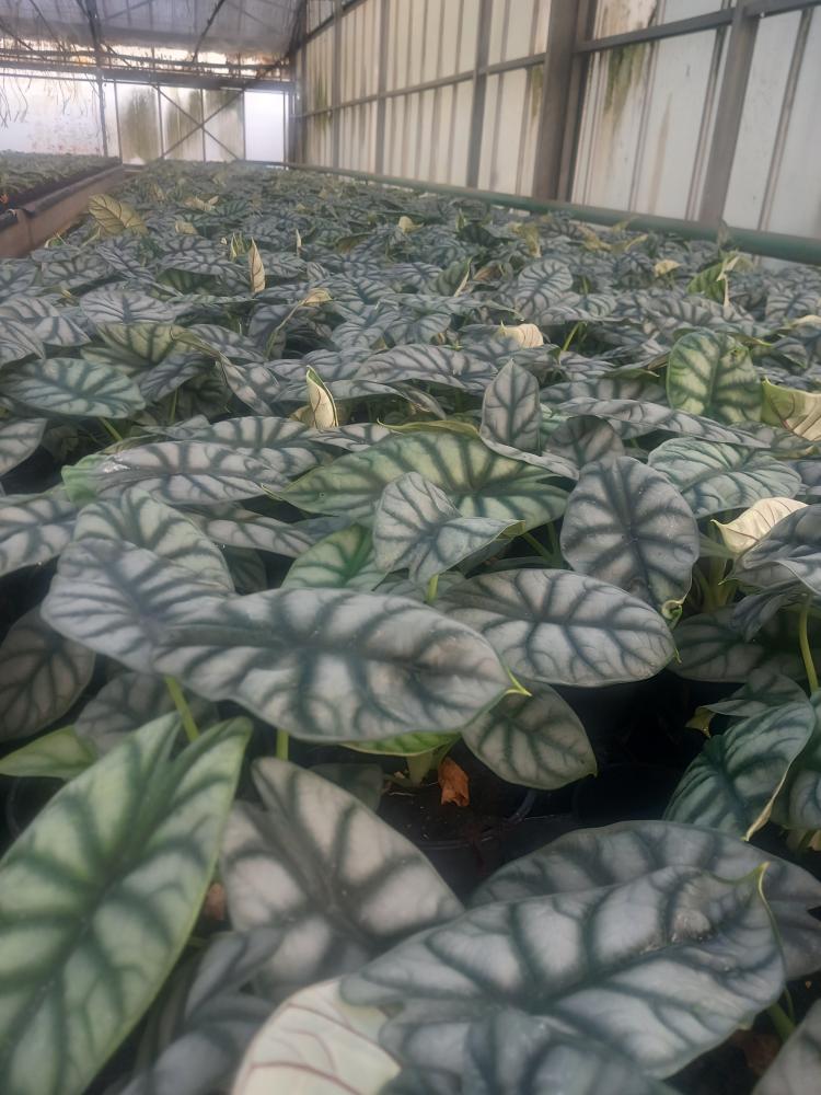 ALOCASIA S. DRAGON VP12