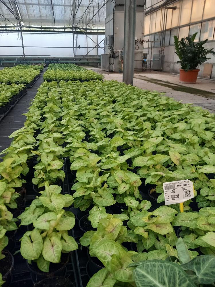 SYNGONIUM GOLDEN ALLUSION VP12
