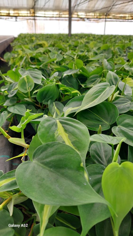 PHILODENDRON BRASIL CP17