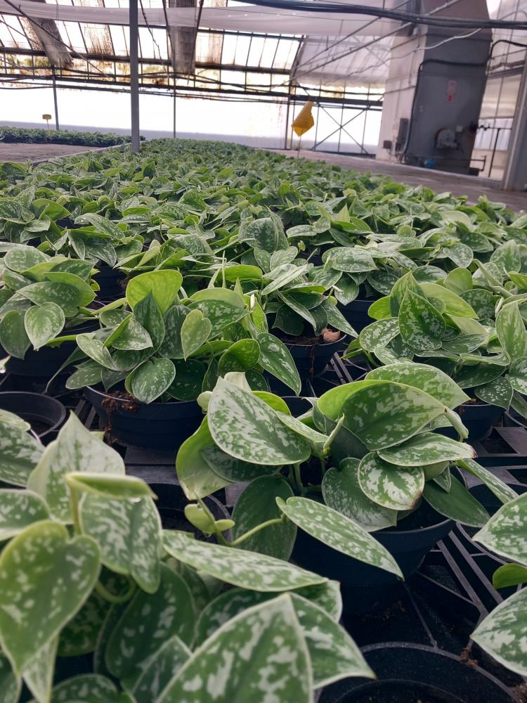 SCINDAPSUS PICTUM S. ANN CP17