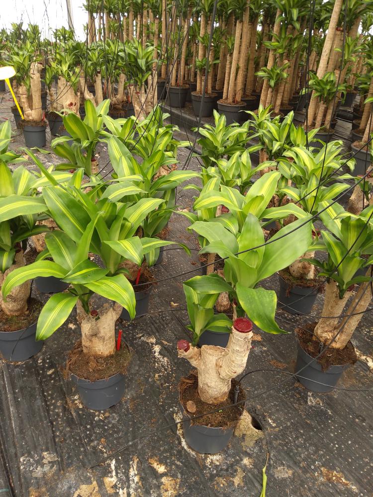 DRACAENA MESS.RAMIF. VP17 H30