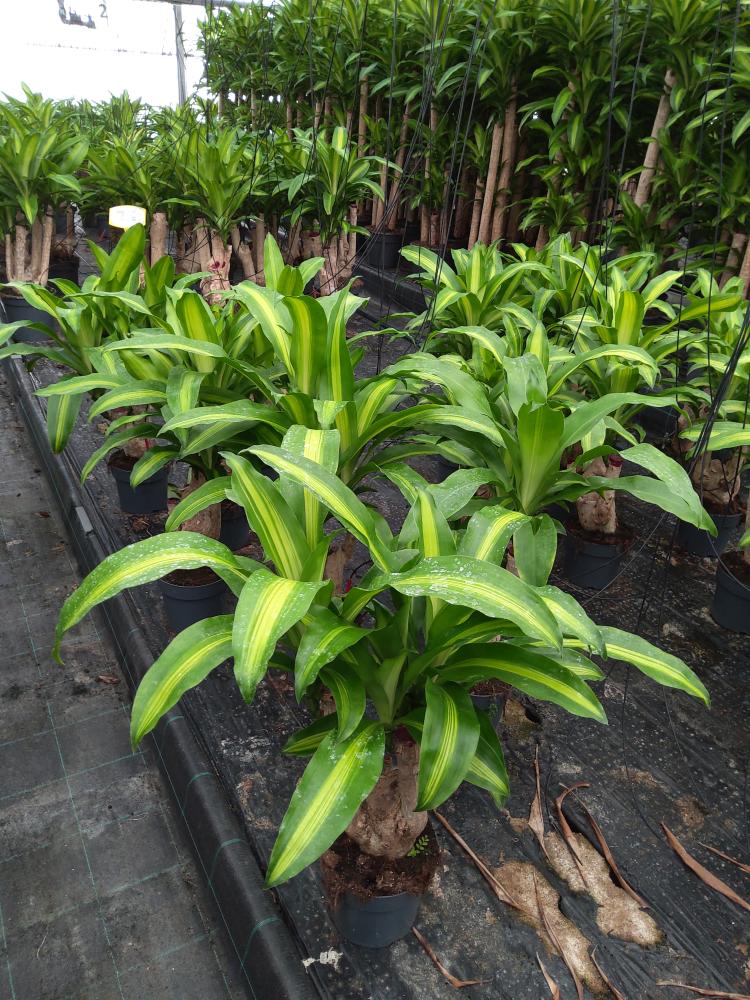 DRACAENA MESS.RAMIF. VP17 H30