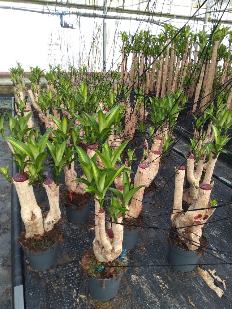 DRACAENA MESS. RAMIF. VP21 H45