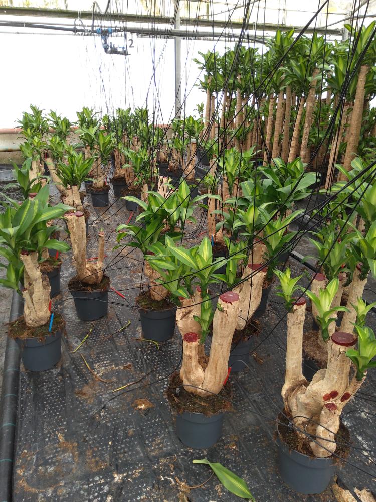 DRACAENA MESS. RAMIF. VP21 H45