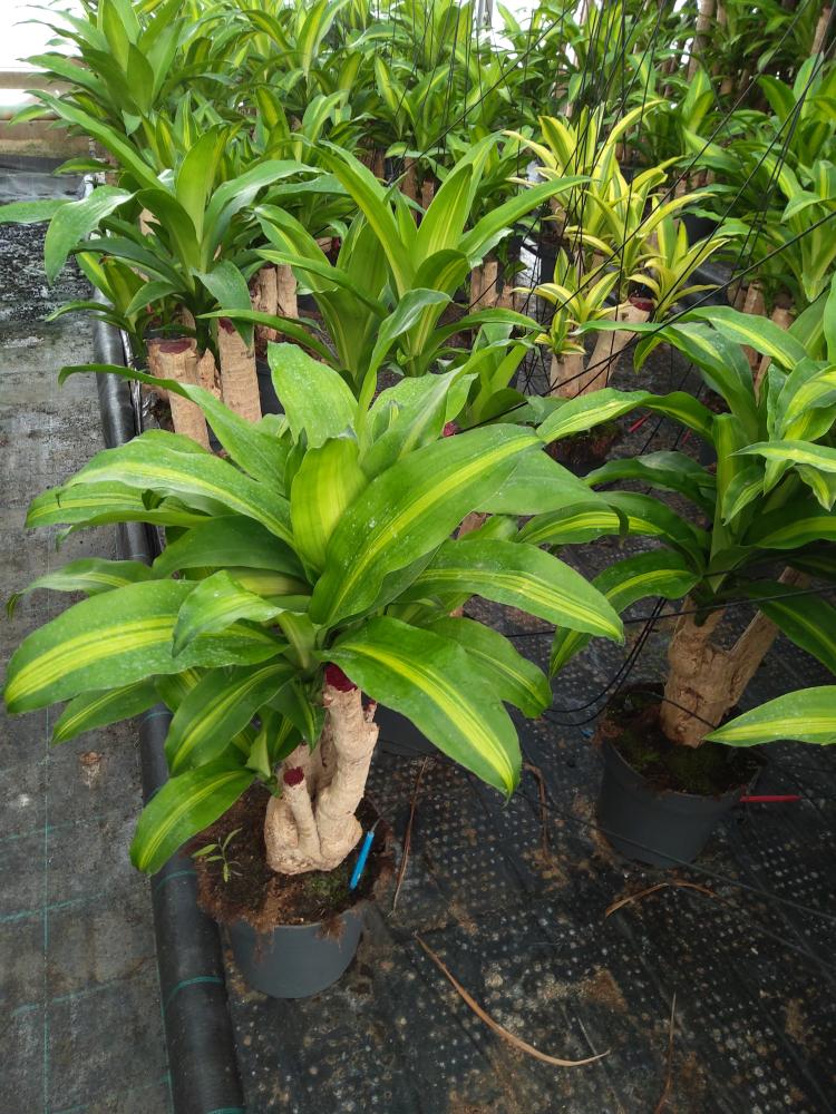 DRACAENA MESS. RAMIF. VP21 H45