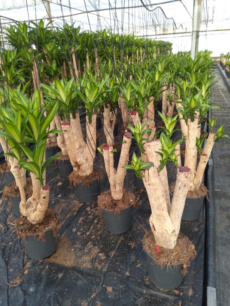 DRACAENA MESS. RAMIF. VP24 H60