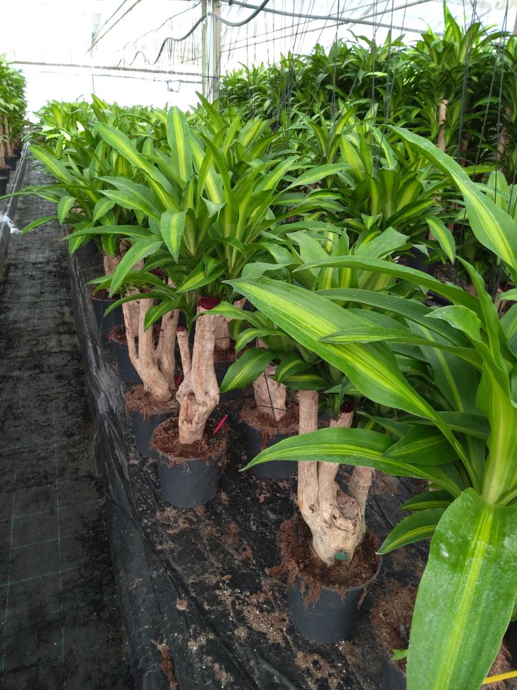 DRACAENA MESS. RAMIF. VP24 H60