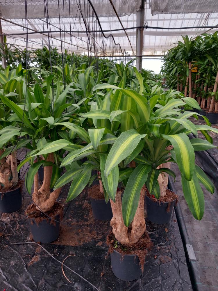 DRACAENA MESS. RAMIF. VP24 H60