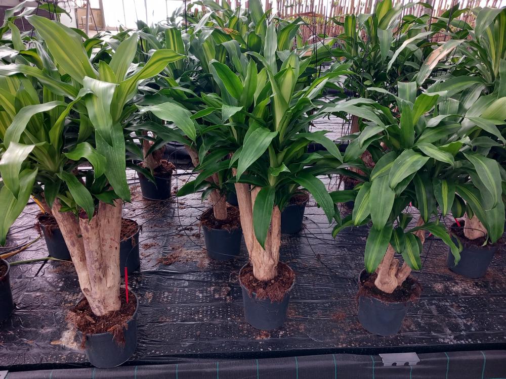 DRACAENA MESS. RAMIF. VP24 H60