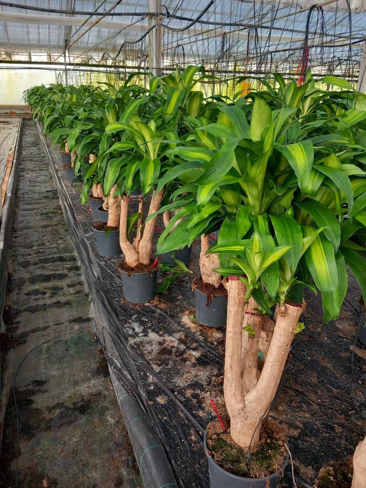 DRACAENA MESS. RAMIF. VP24 H60