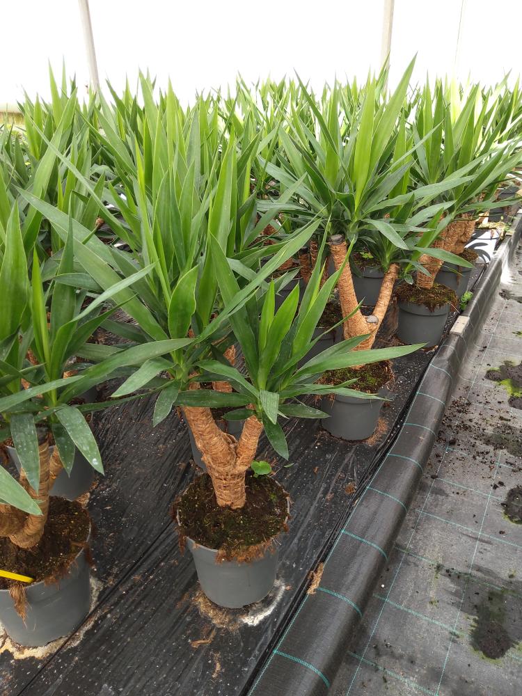 YUCCA RAMIF. VP21 H45