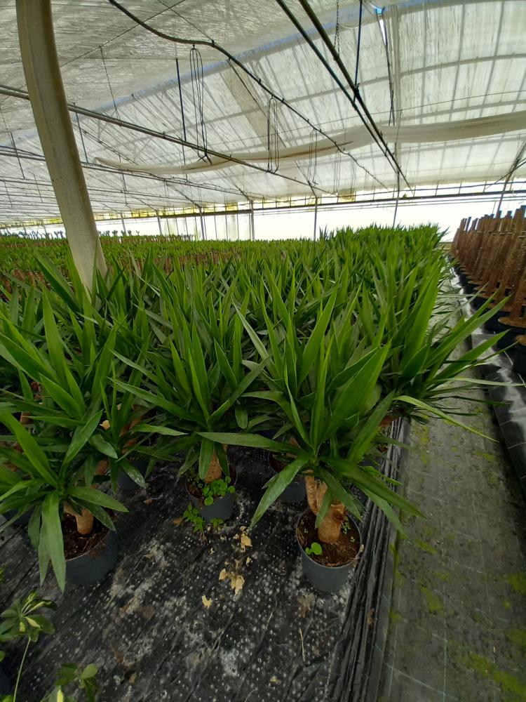 YUCCA RAMIF. VP21 H45