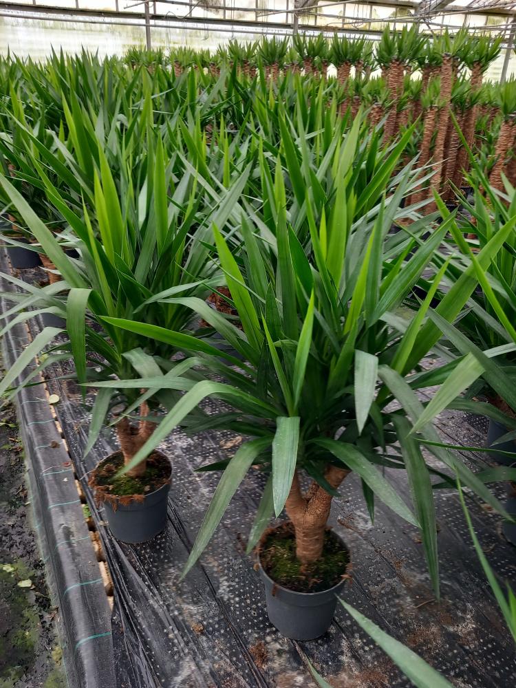 YUCCA RAMIF. VP21 H45