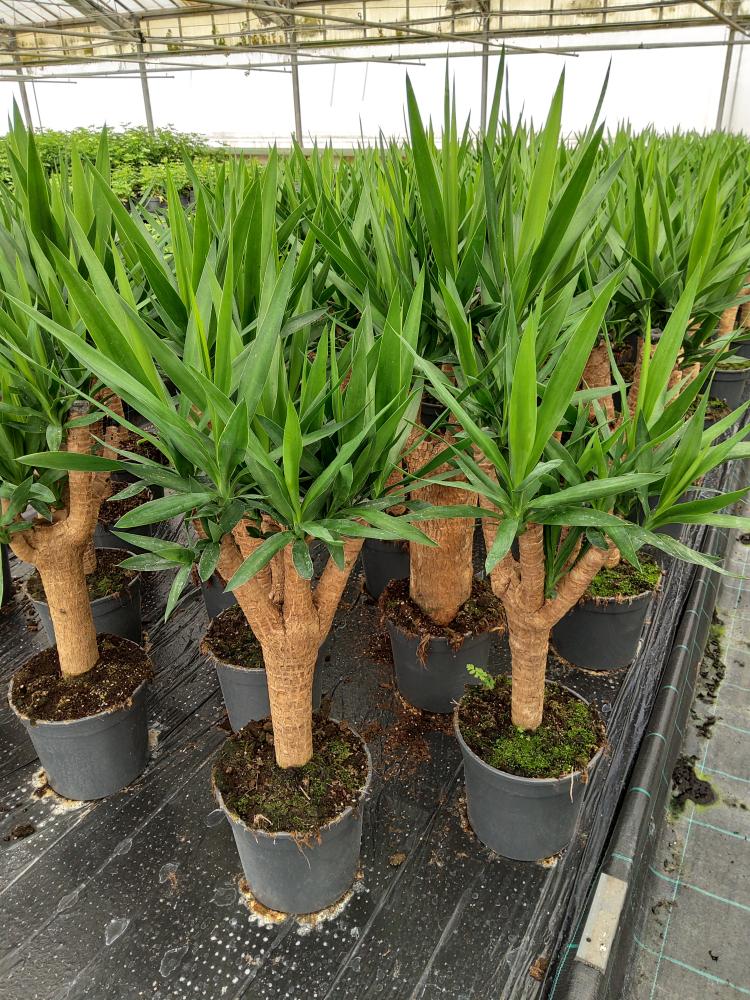 YUCCA RAMIF. VP24 H60