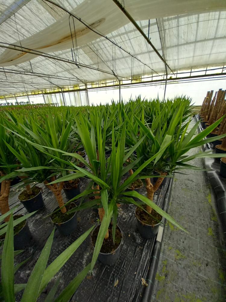 YUCCA RAMIF. VP24 H60
