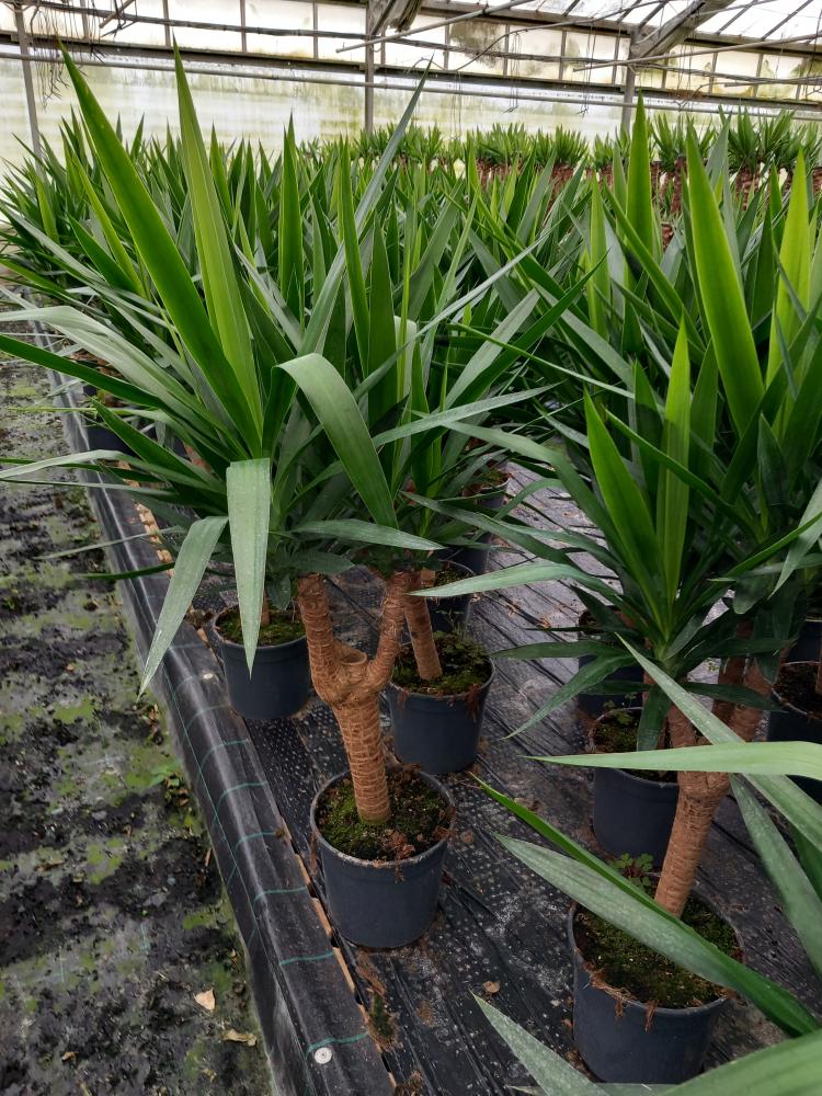 YUCCA RAMIF. VP24 H60