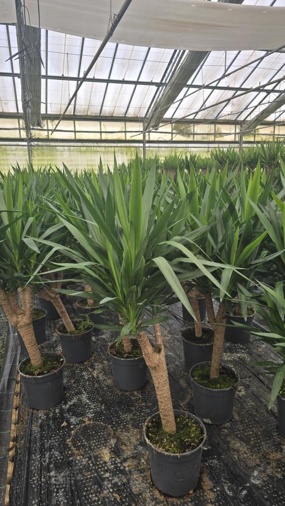 YUCCA RAMIF. VP24 H60