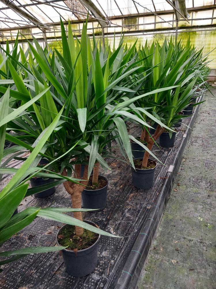 YUCCA RAMIF. VP24 H60
