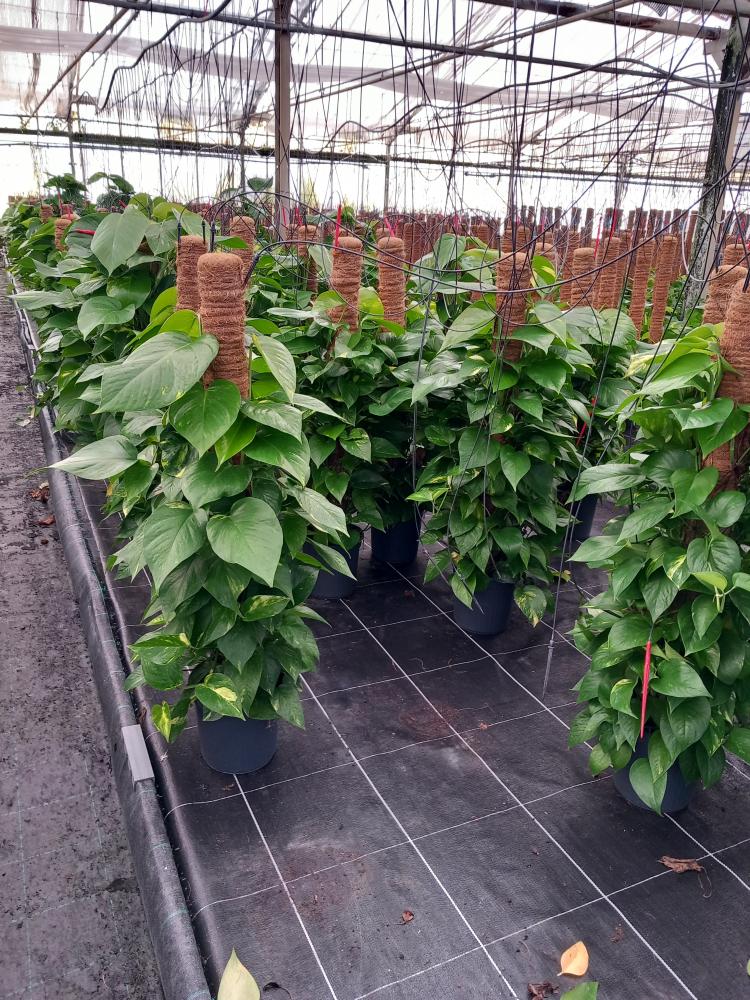 SCINDAPSUS AUREUS H100 VP19