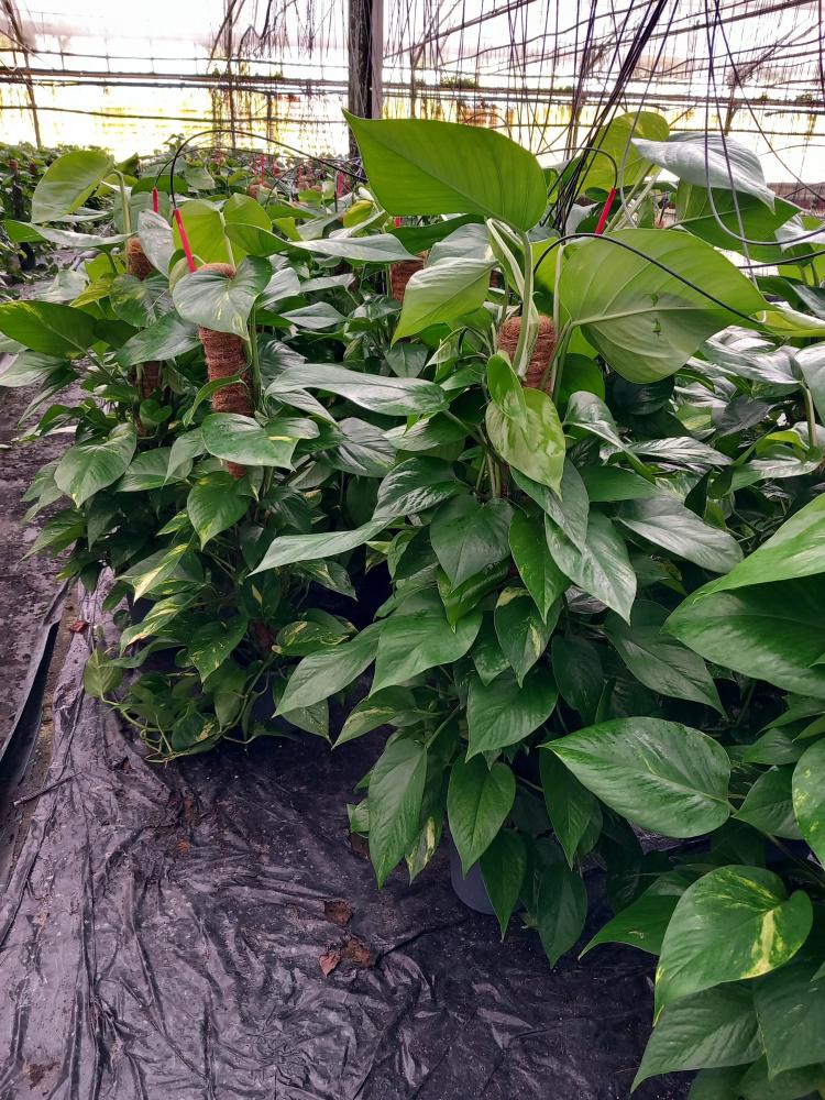 SCINDAPSUS AUREUS H80 VP17