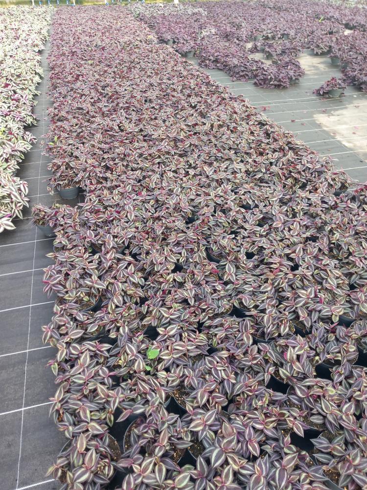 TRADESCANTIA JEWEL RED CP17