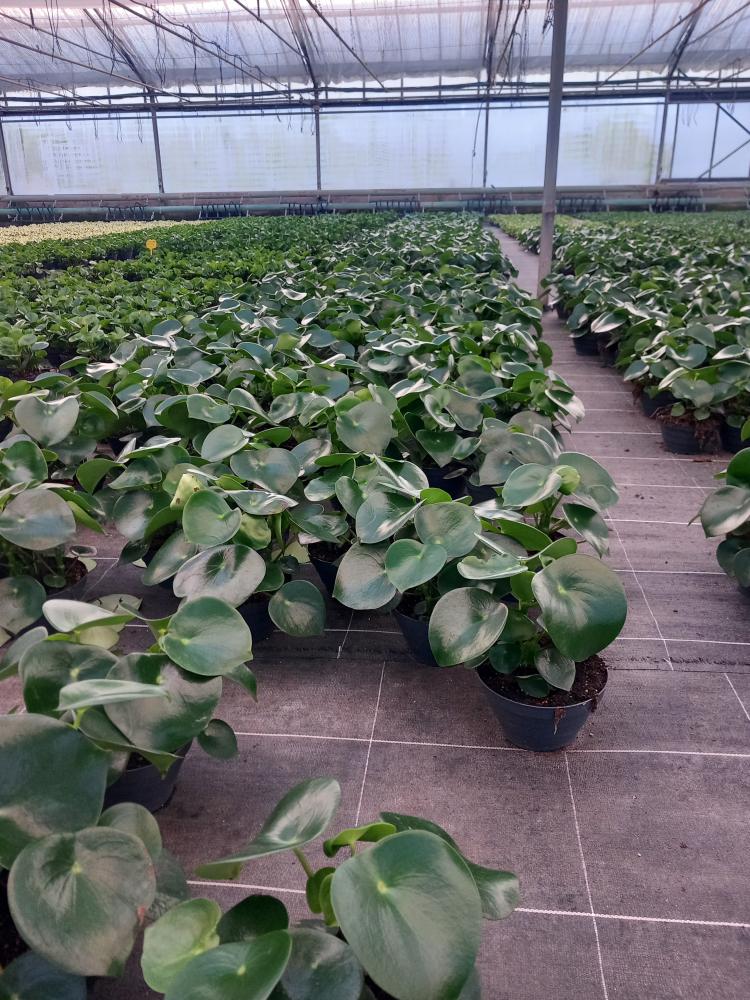 PEPEROMIA RAINDROP CP17