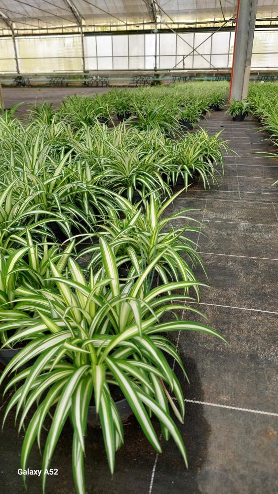 CHLOROPHYTUM VAR. CP17