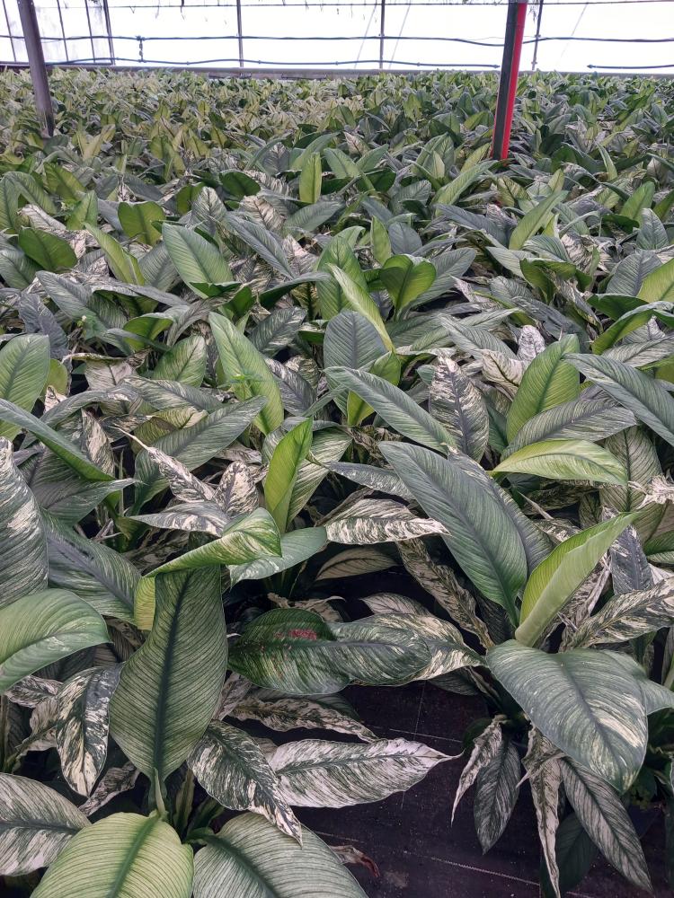 SPATHIPHYLLUM SENSATION VARIEGATO VP17