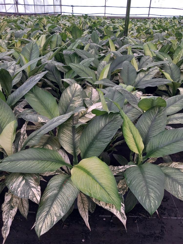 SPATHIPHYLLUM SENSATION VARIEGATO VP17