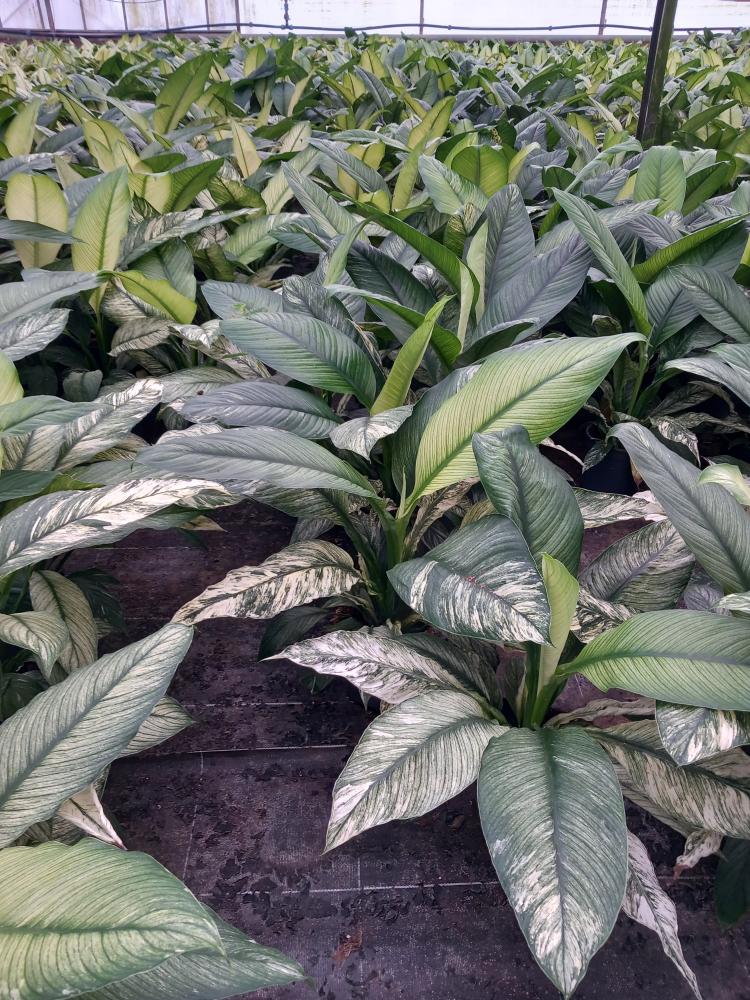 SPATHIPHYLLUM SENSATION VARIEGATO VP17