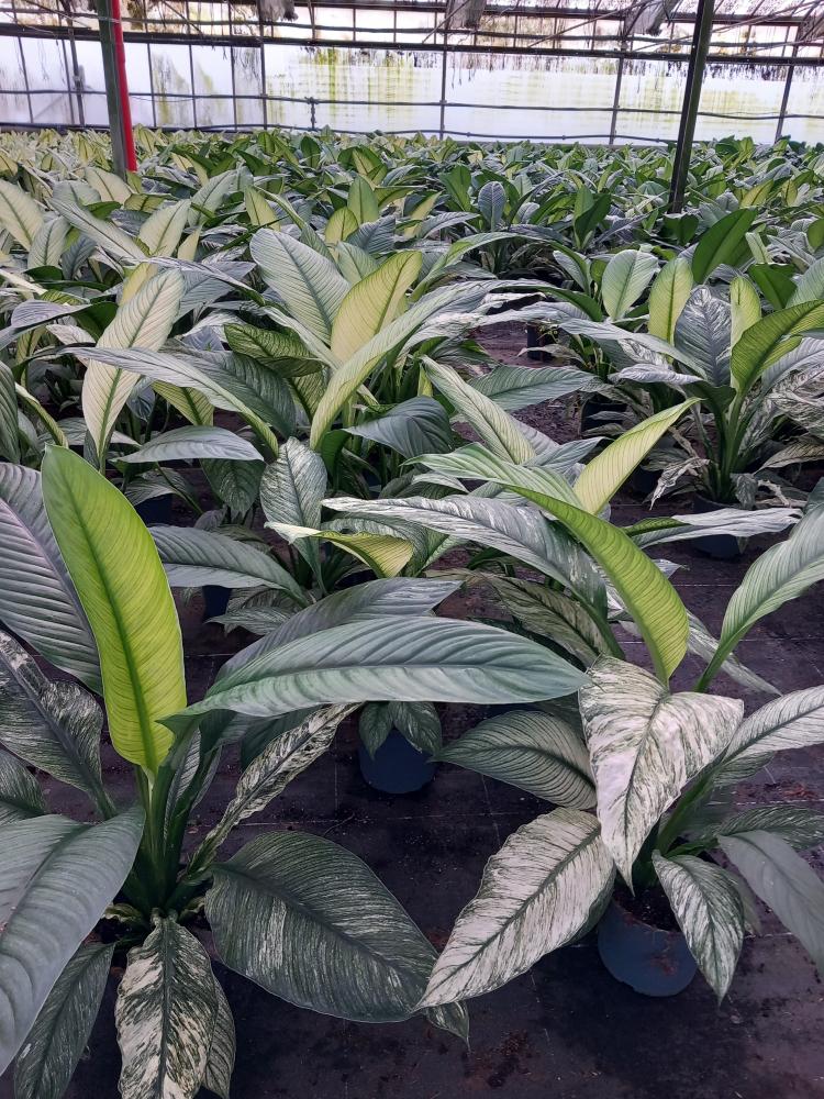 SPATHIPHYLLUM SENSATION VARIEGATO VP17
