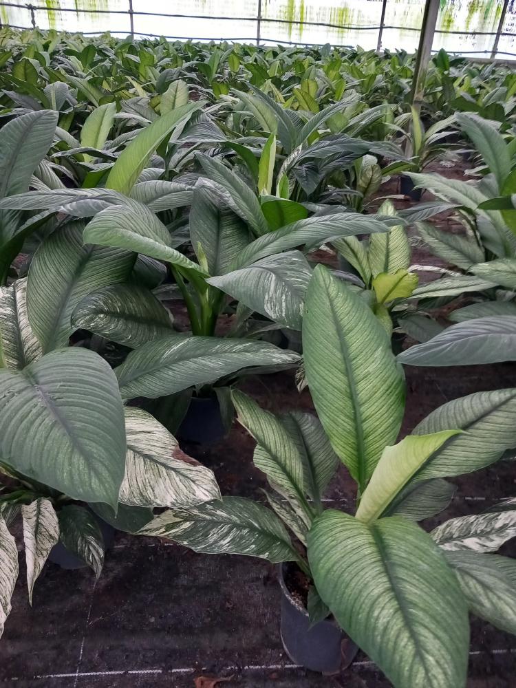 SPATHIPHYLLUM SENSATION VARIEGATO VP17