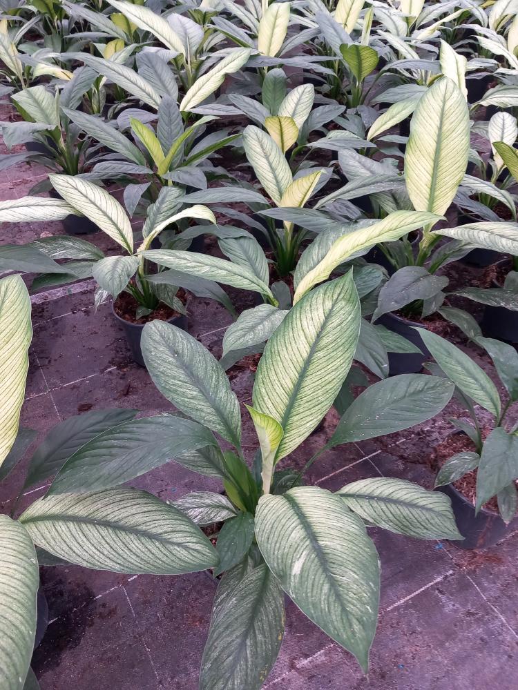 SPATHIPHYLLUM SENSATION VARIEGATO VP17