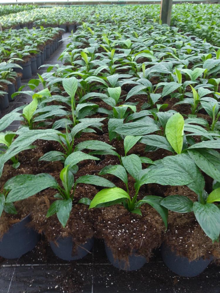 SPATHIPHYLLUM SENSATION VP21