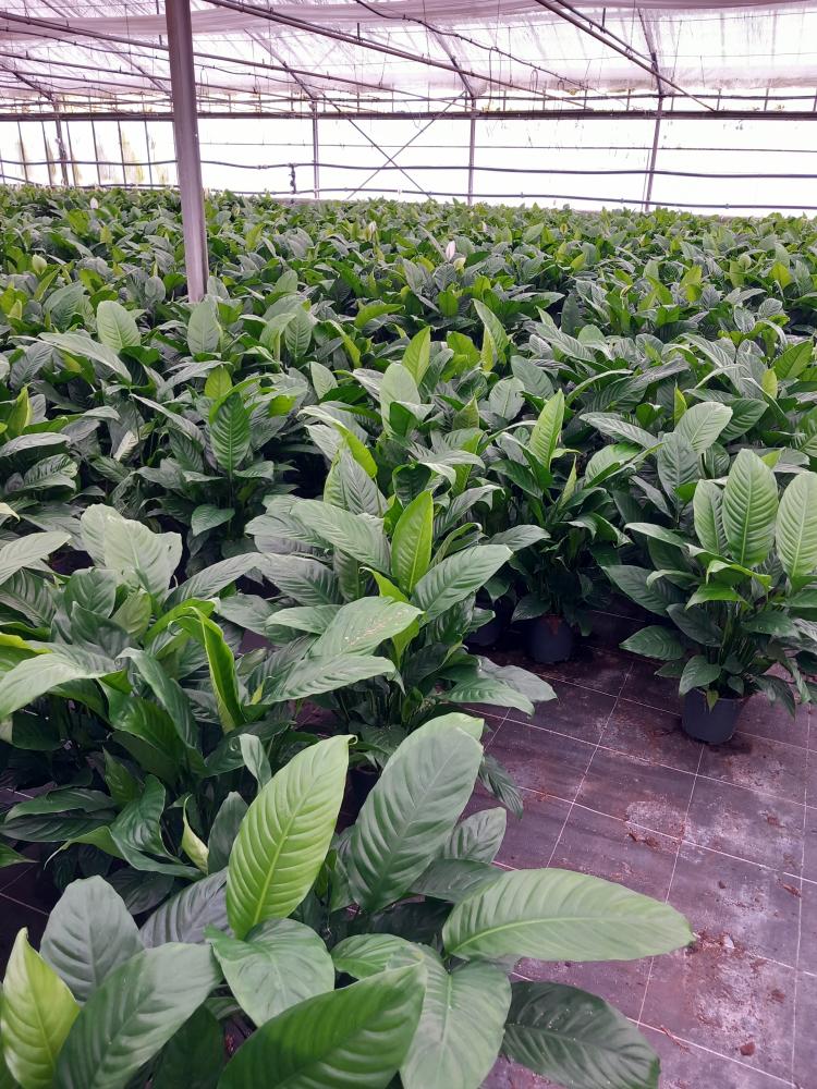 SPATHIPHYLLUM MARTINA VP17