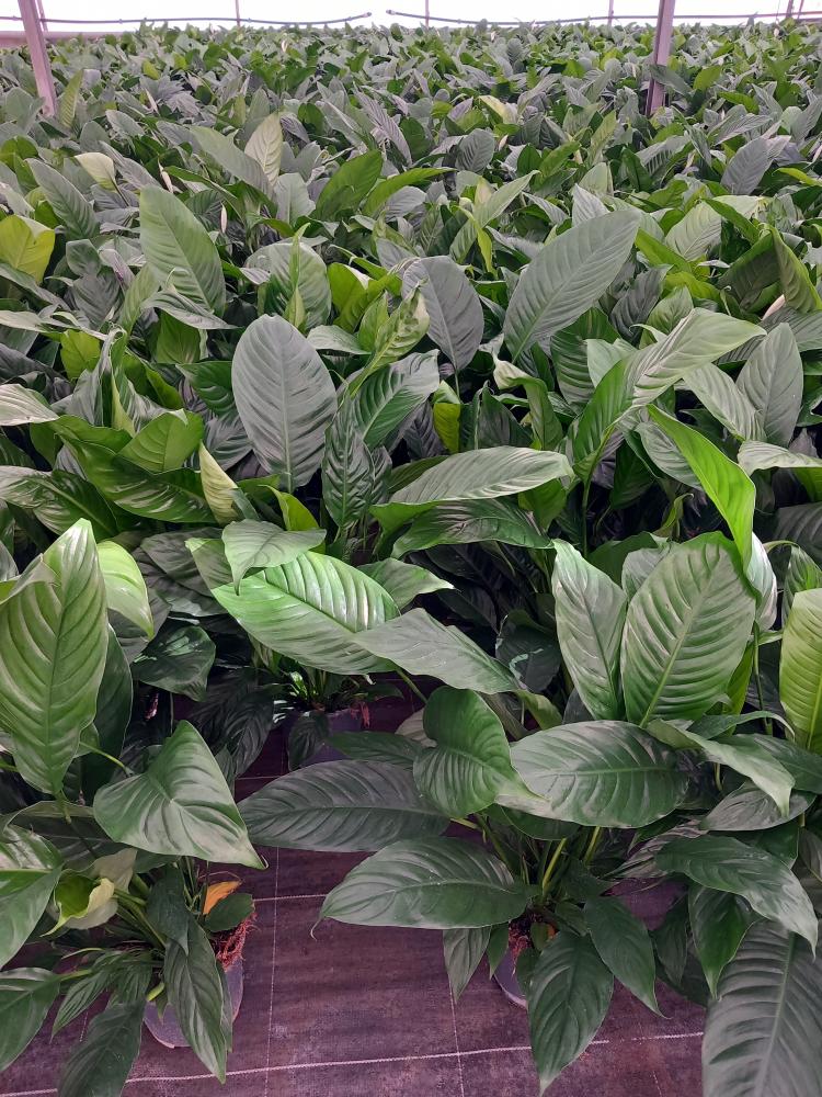SPATHIPHYLLUM MARTINA VP17