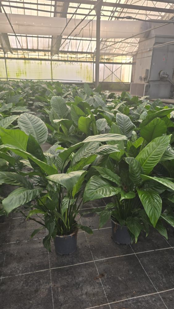 SPATHIPHYLLUM MARTINA VP17