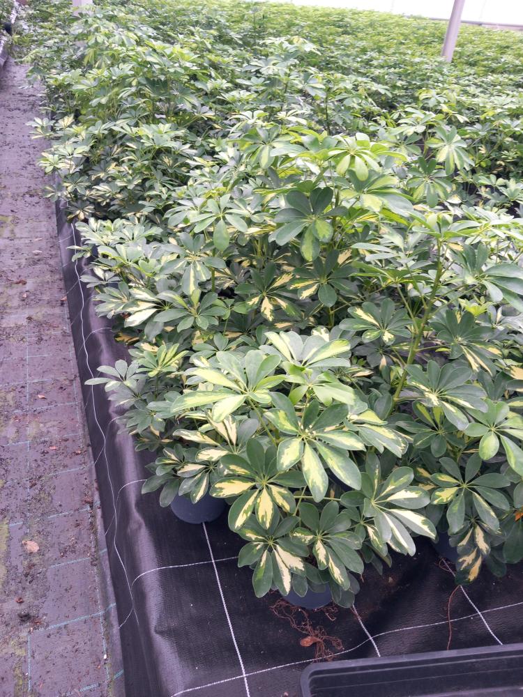 SCHEFFLERA GOLD CAPELLA 3P VP17