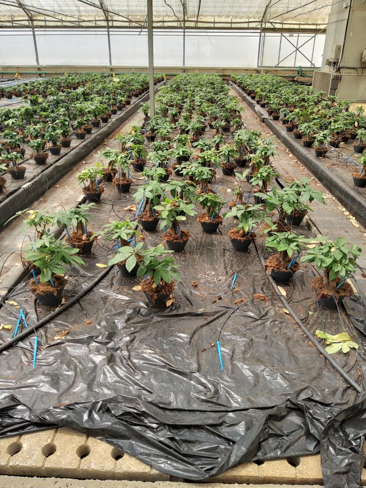 PACHIRA BONSAI 3PP CP17