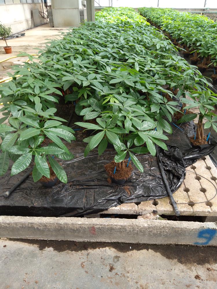 PACHIRA AQUATICA CP17