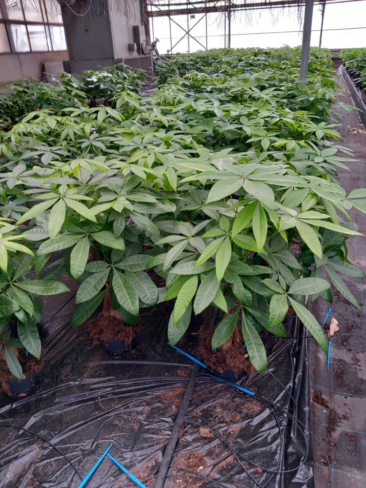 PACHIRA AQUATICA CP17